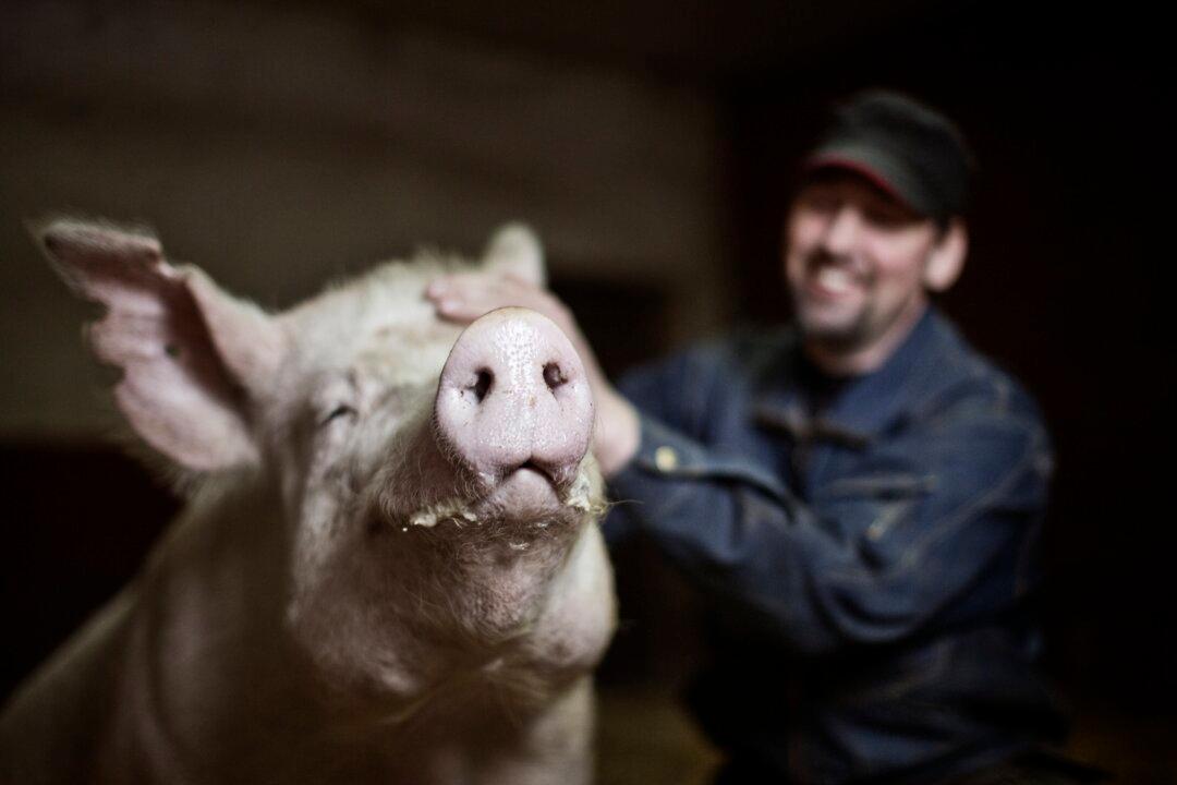 Farmers Online: Old Traditions, Modern Technology