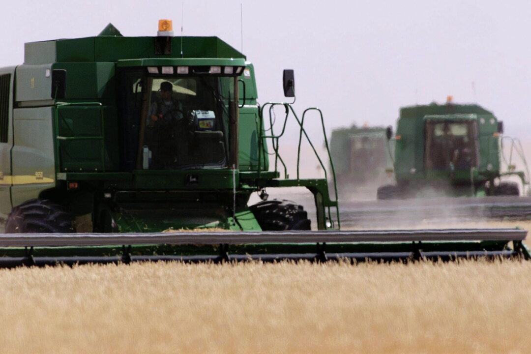 Oregon GM Wheat Contamination Could Have Ramifications for Canada