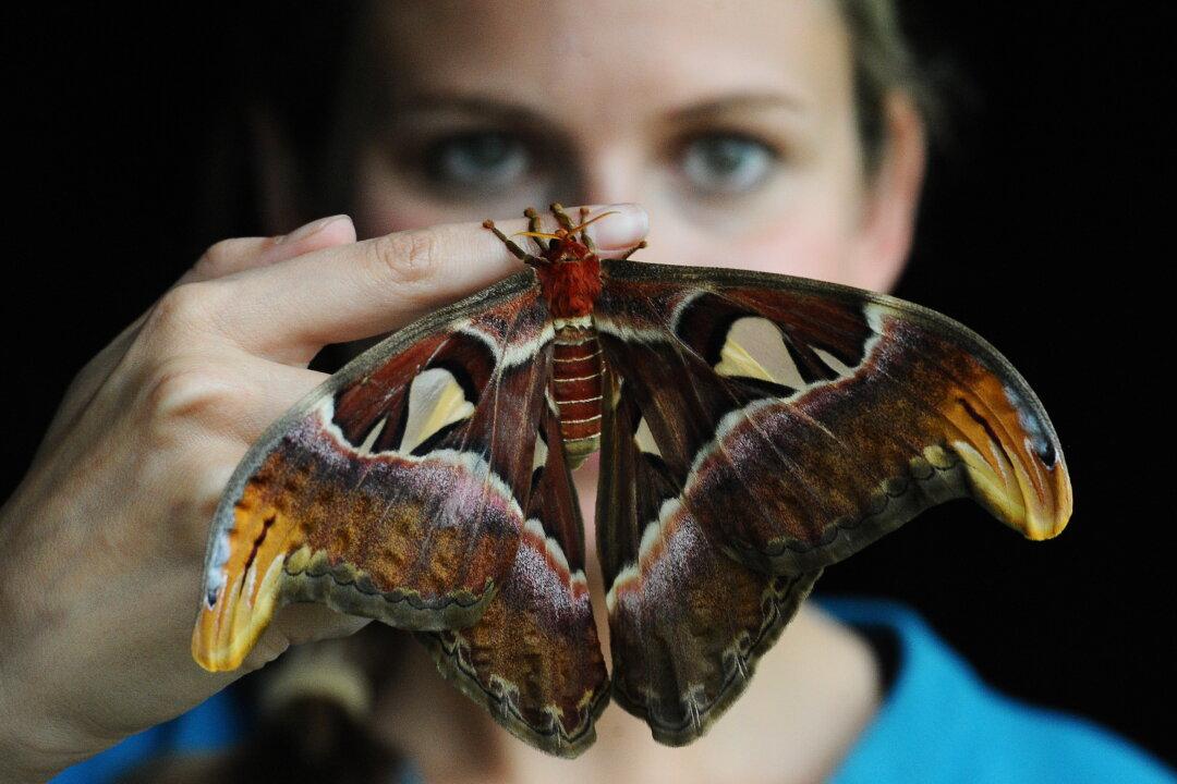 Moths Take the Limelight this Week