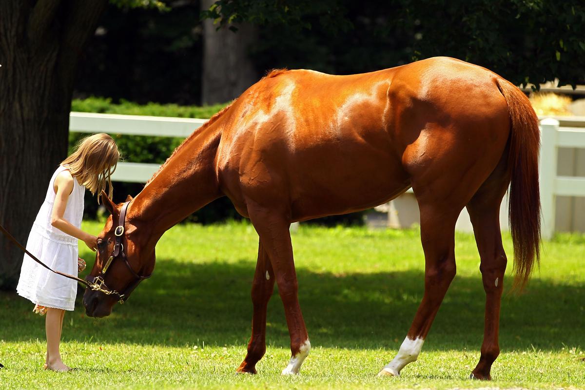 American Horse Meat Makes a Comeback