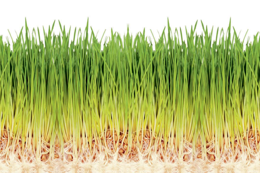 Wheatgrass, the Ultimate Nutrient Booster