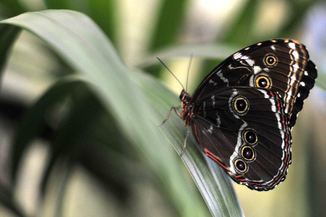 Zhuang Zhou Dreams a Butterfly (莊周夢蝶)
