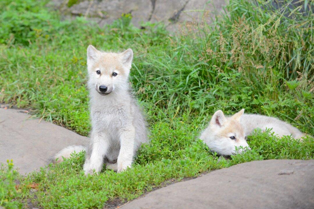 Spend a Night in the Wild