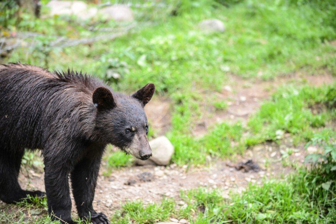 Bear Enters Bar in Colorado; Patrons Don’t Mind