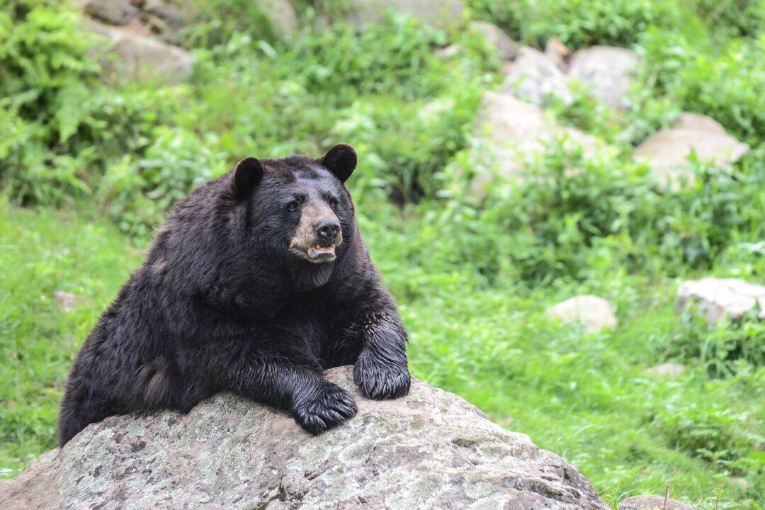 Park Rangers Kill Wrong Bear After Man Was Bitten on Leg
