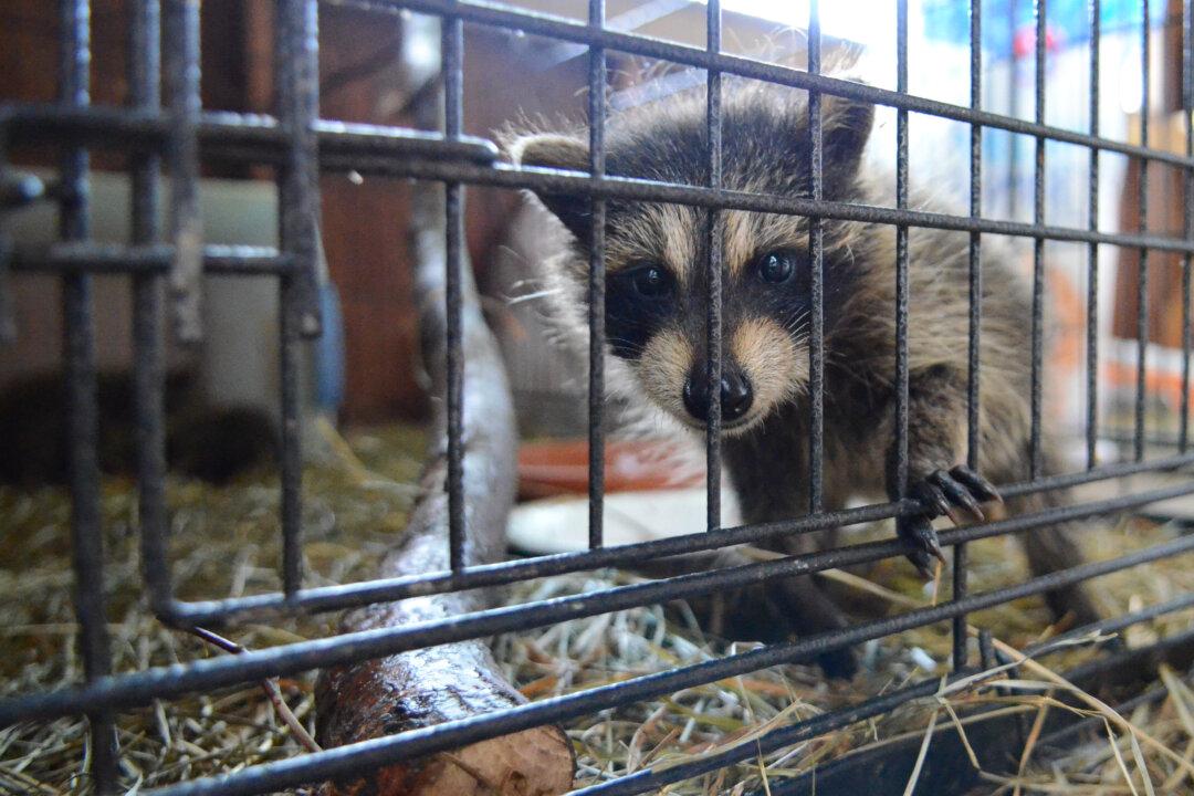 Studious Raccoon Shuts Down South Kelowna, BC, Elementary School for the Day