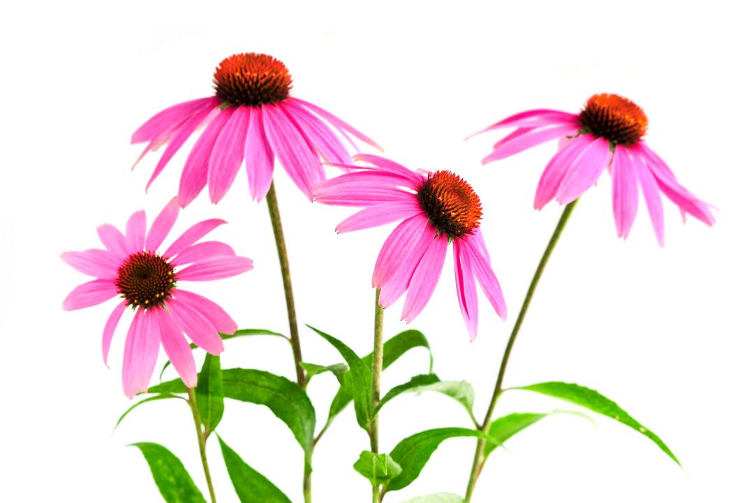 Echinacea Stimulates Immunity