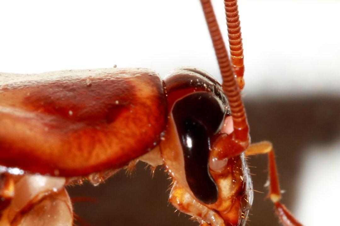 NYC Cockroaches Wanted for Research Project