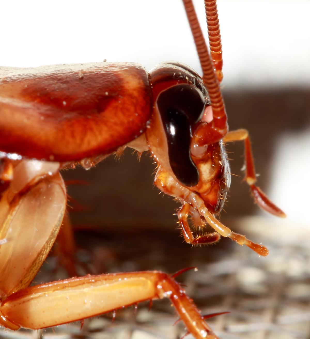 NYC Cockroaches Wanted for Research Project