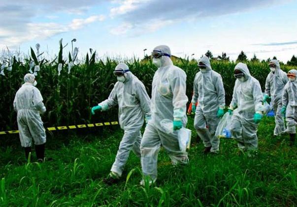 An Emergency Measure Against Monsanto Corn in Italy
