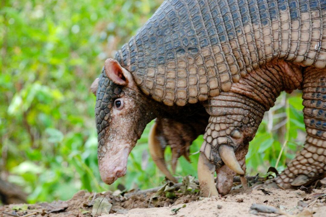 A Look at Little-Known Giant Armadillos