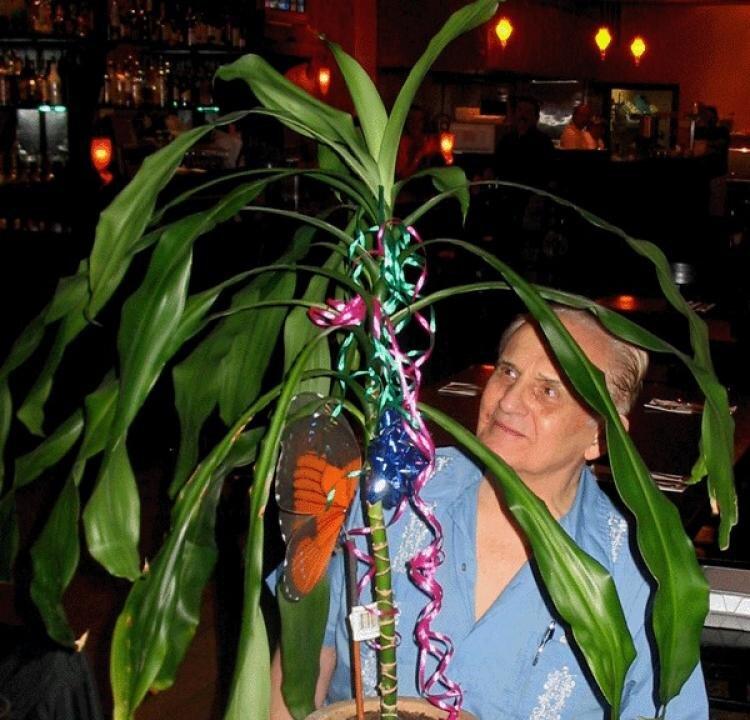 Primary Perception: Look Into ‘The Secret Life of Plants’ (Part 1 of 2)