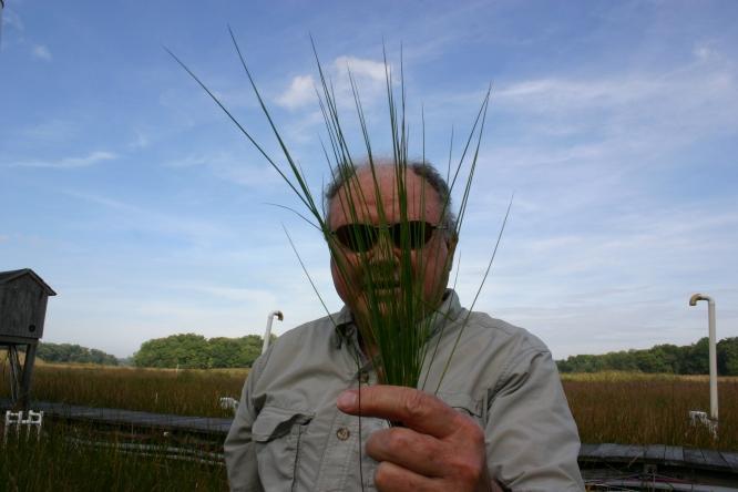 Offsetting Emissions: Wetland Plants Counter Carbon