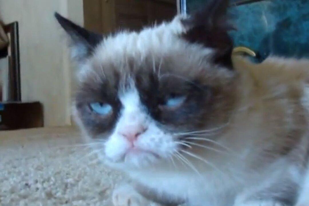 Grumpy Cat Coffee to be Sold Next Month