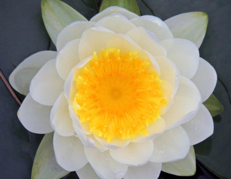 Sacred Lotus’s Unique Longevity Secrets