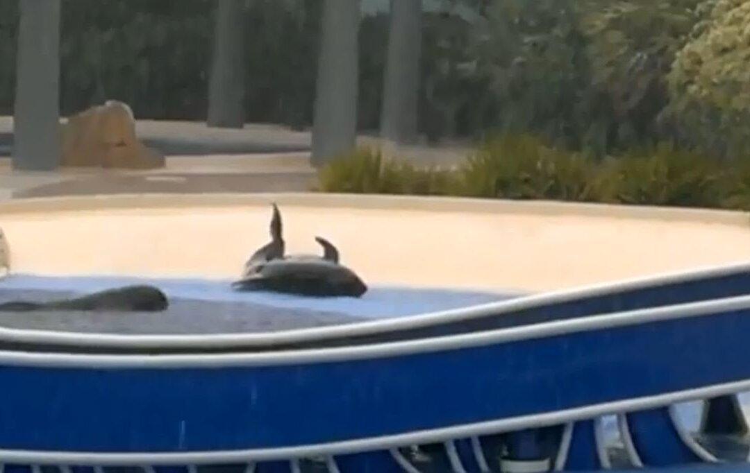 SeaWorld Pilot Whale Beached, Struggles to Get to Water (+Video)