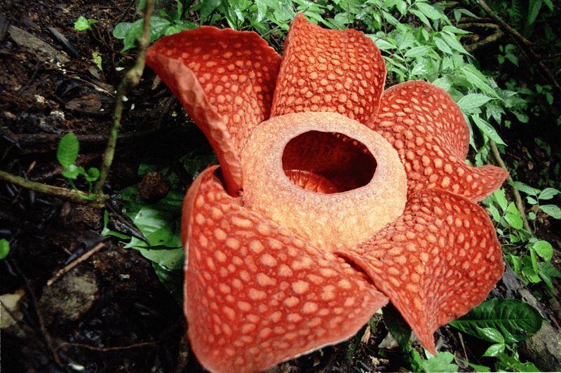 7 Extremely Weird Plants