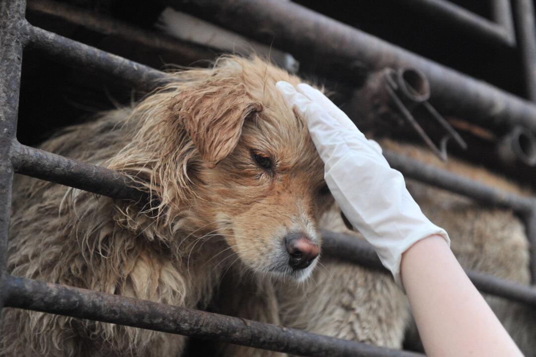 Video: Bicyclists Save Desperate Dog Tied to a Tree in the Forest