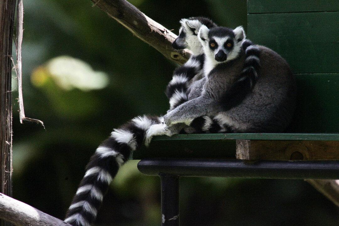 Lemur Extinction Ahead? New Plan to Boost Conservation of Endangered Species