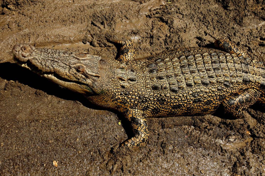 Wanpen Inyai: Thai Woman Commits Suicide-by-Crocodile
