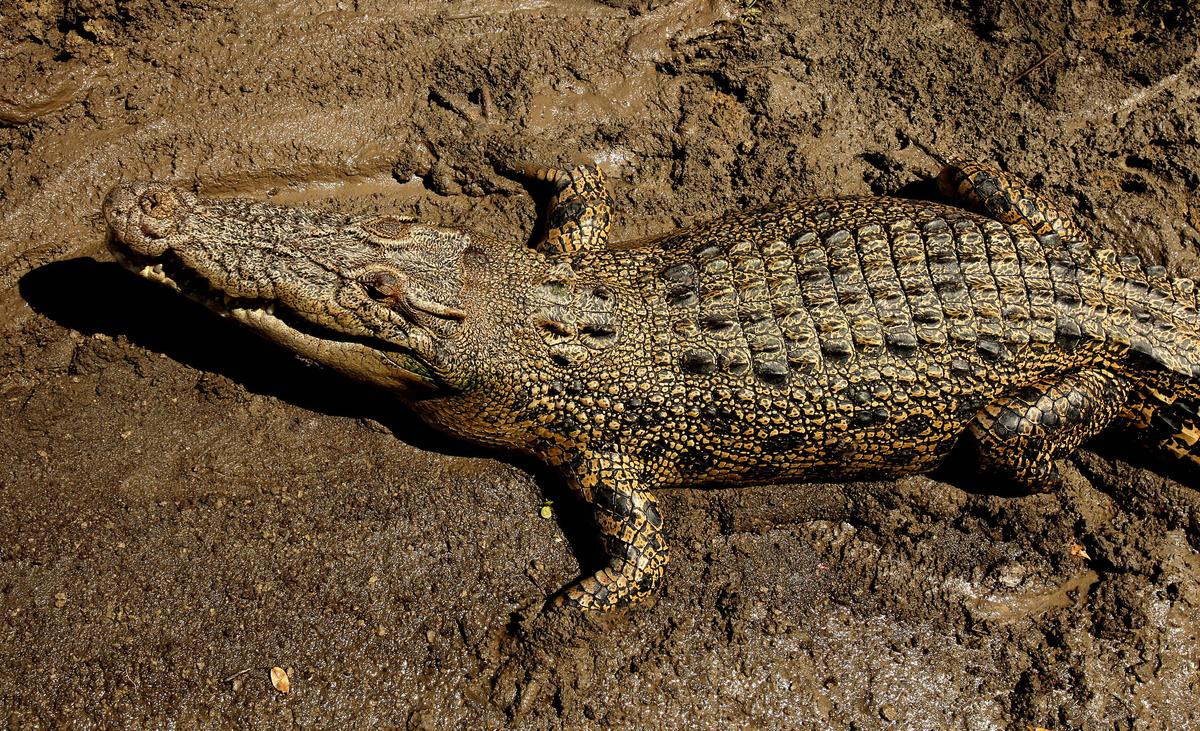 Wanpen Inyai: Thai Woman Commits Suicide-by-Crocodile