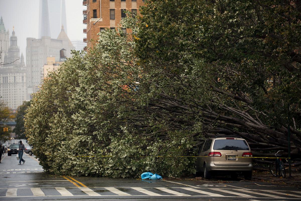 NY to Remove Thousands of Dangerous Trees