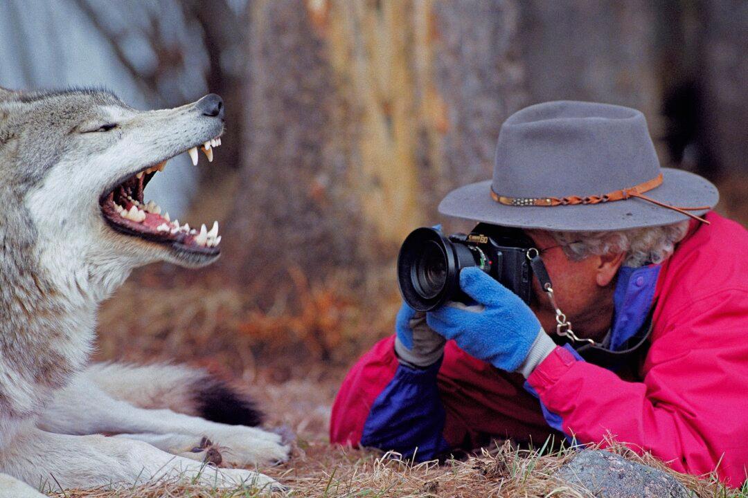 10 Lessons From Wolf Families (+Photos)