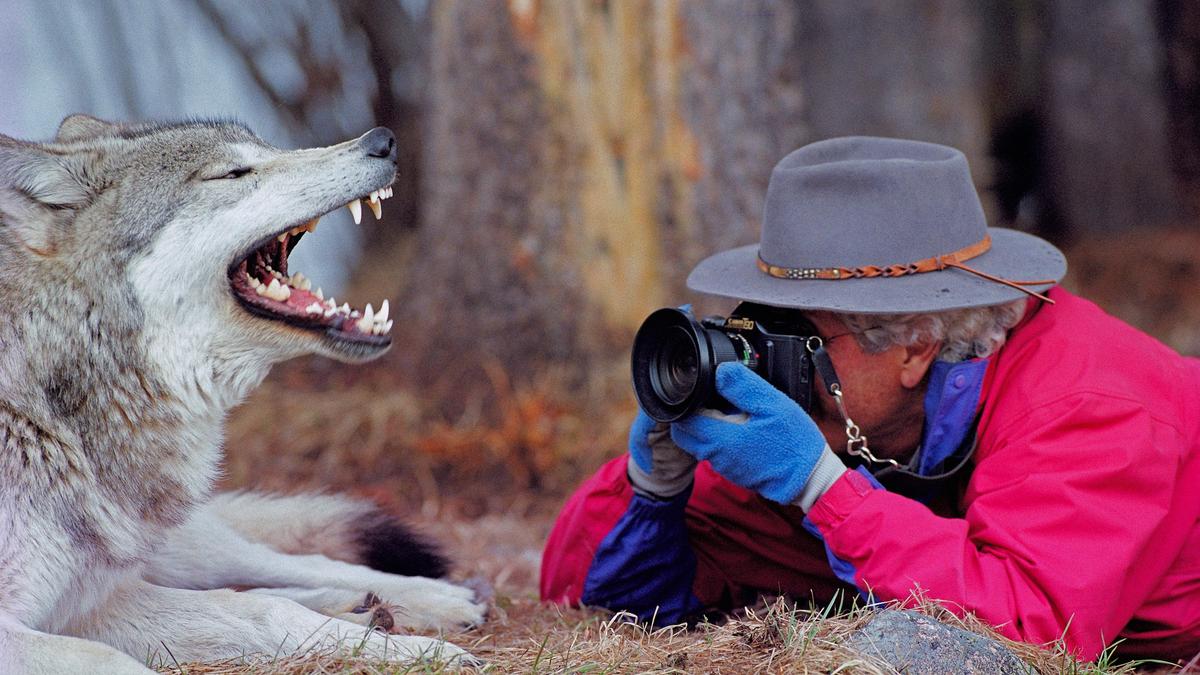 10 Lessons From Wolf Families (+Photos)