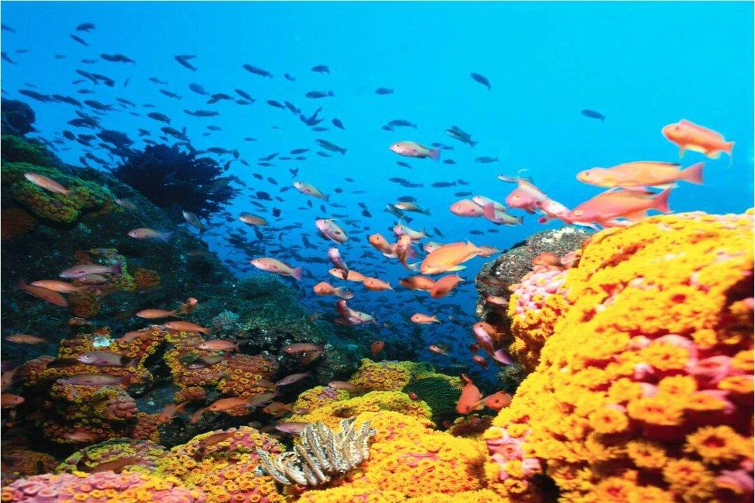 Andaman’s Marine Life Laboratory; Five Star Science