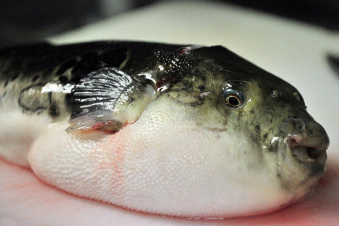 5 Deadly Foods People Actually Eat (+Videos)