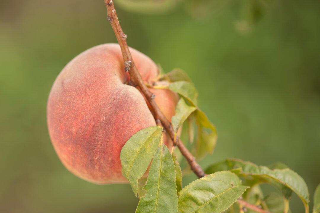 The Fragrant and Ancient World of the Peach (Photo Gallery)