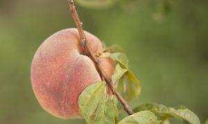Bulldozing California’s Peach Orchards