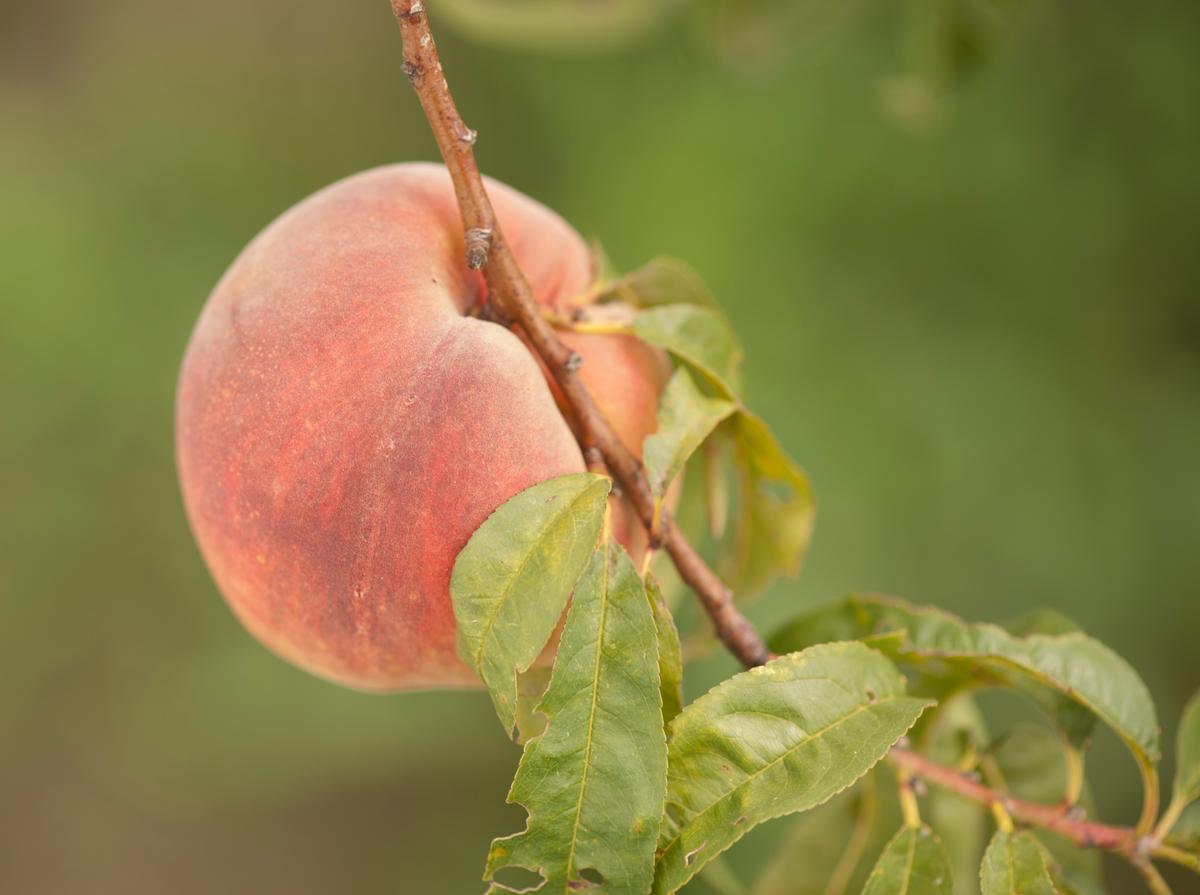 The Fragrant and Ancient World of the Peach (Photo Gallery)