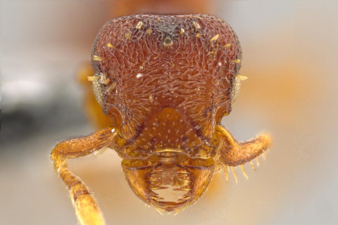 New Ant Species ‘Horrifying’ With ‘Fierce Jaws’ and ’Sharp Teeth' (+Photos)