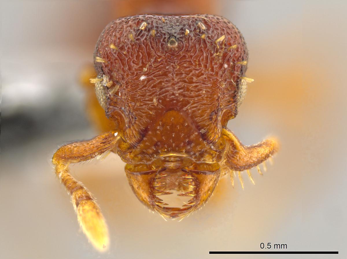 New Ant Species ‘Horrifying’ With ‘Fierce Jaws’ and ’Sharp Teeth' (+Photos)