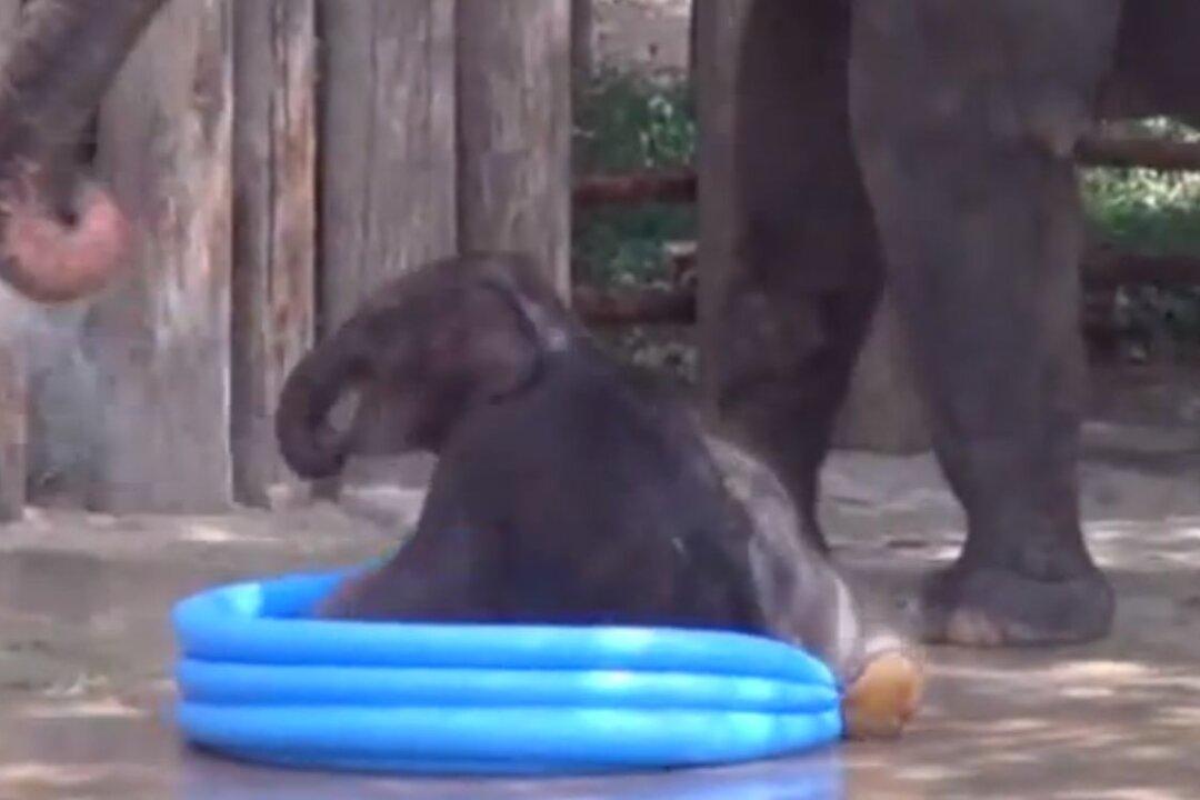 Baby Elephant in Pool: Video Newborn Belle Goes Viral
