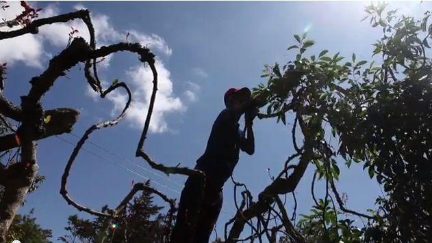 Khat: Boon for Kenya, Banned in UK—Global Debate on Legal Stimulants (+Video)