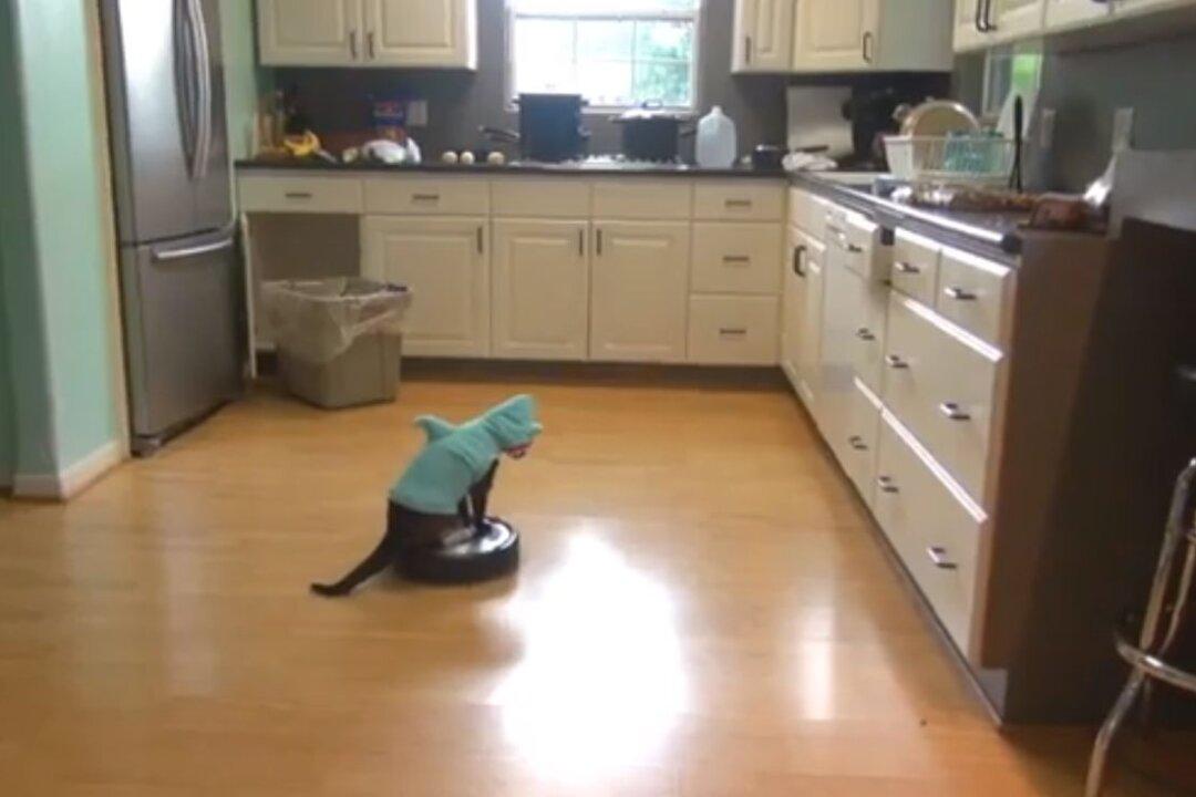 Max the Roomba Cat: Video Shows Cat Celebrating ‘Shark Week’