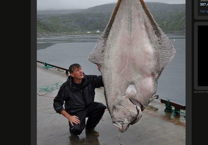 World Record Halibut Caught off Norway (+Photo)