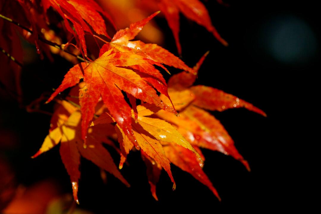 Five Early Autumn Gardening Projects