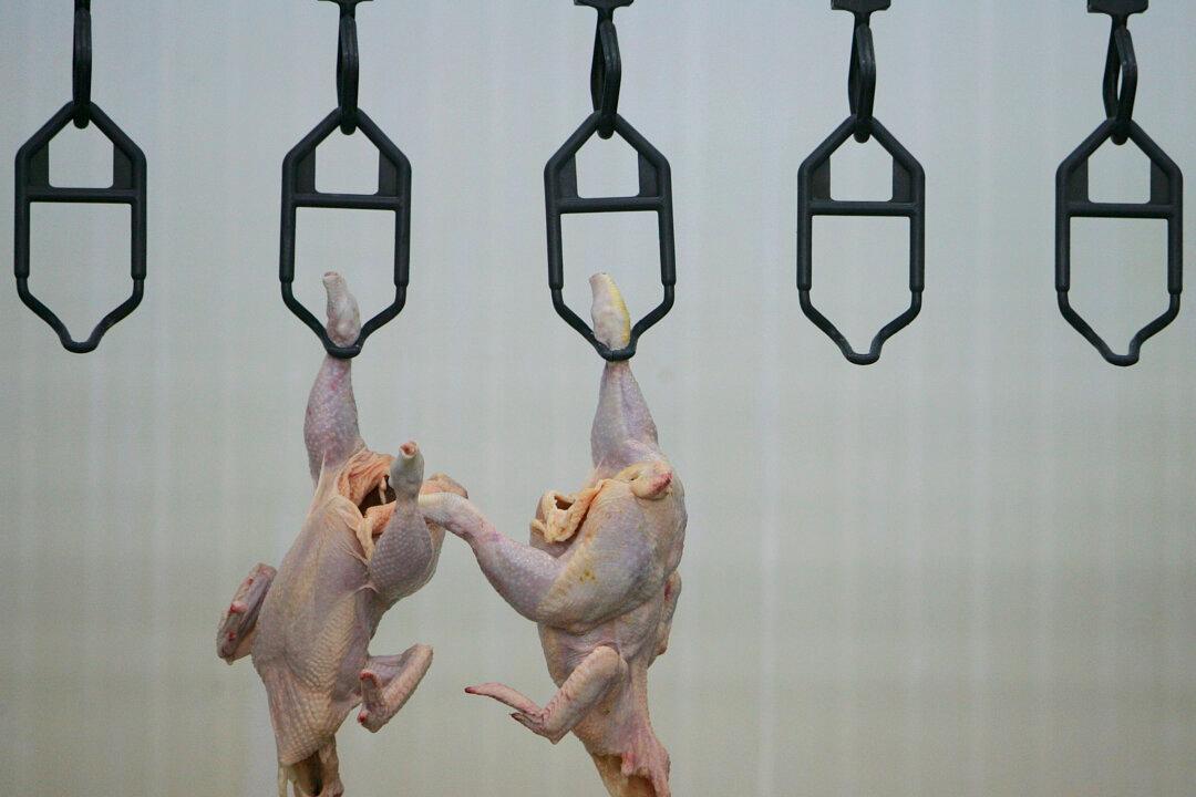 Fast Injuries, Faster Pace: Groups Want Slower Speeds for Meat Workers