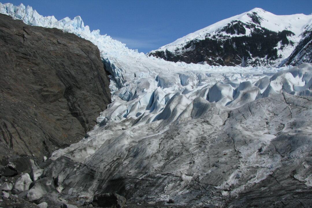Alaska Glacier Thaws: Ancient Forests Uncovered as Mendenhall Glacier Retreats