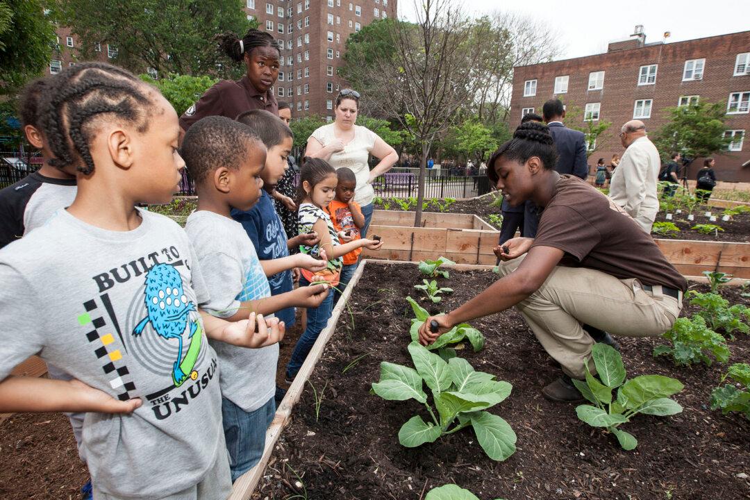 City Seeking Partners for Urban Farms on NYCHA Land
