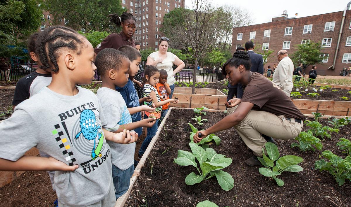 City Seeking Partners for Urban Farms on NYCHA Land