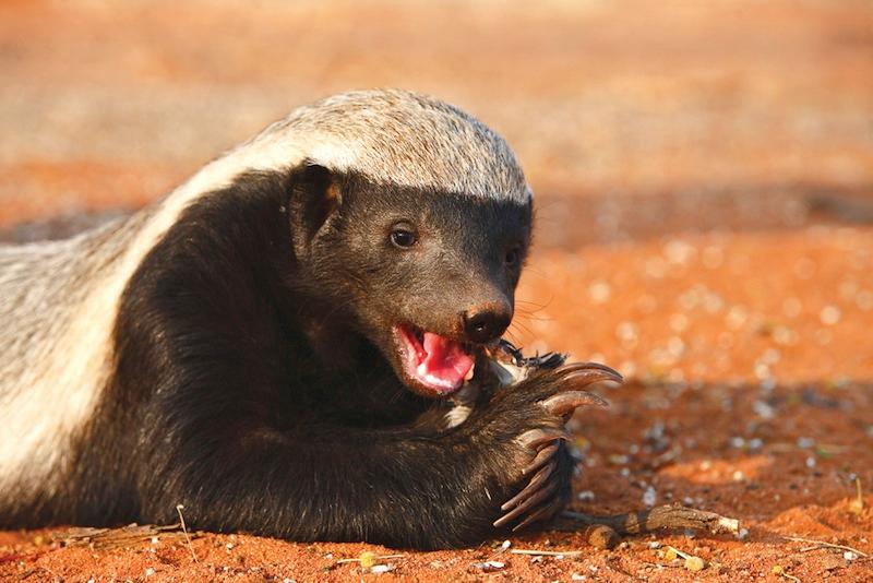 ‘World’s Most Fearless Creature’—The Honey Badger (+Video)
