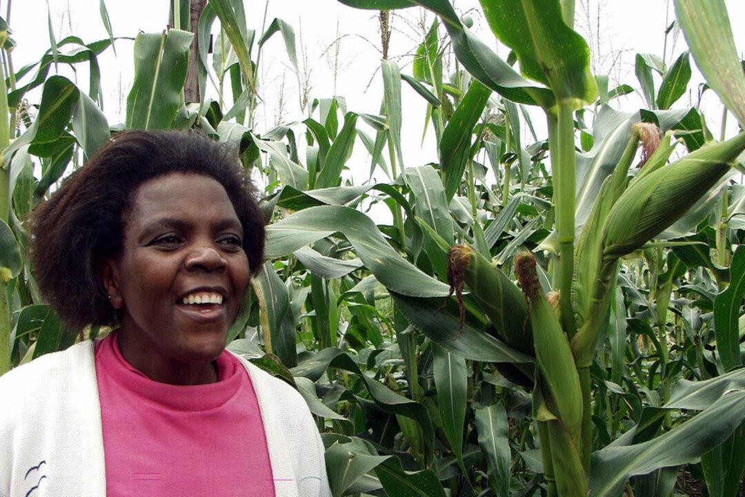 GMOs, A Global Debate: Zambia, Strongest Anti-GMO Stance in Africa