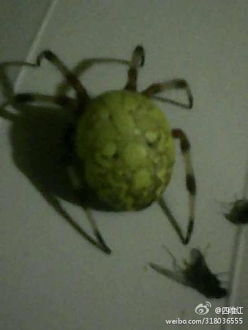 Strange Spider Found in Jilin Province
