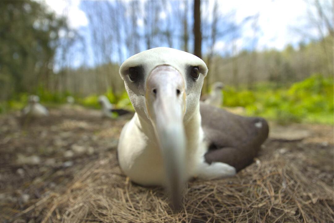 ‘Midway’ Stirs the Heart Before Breaking It