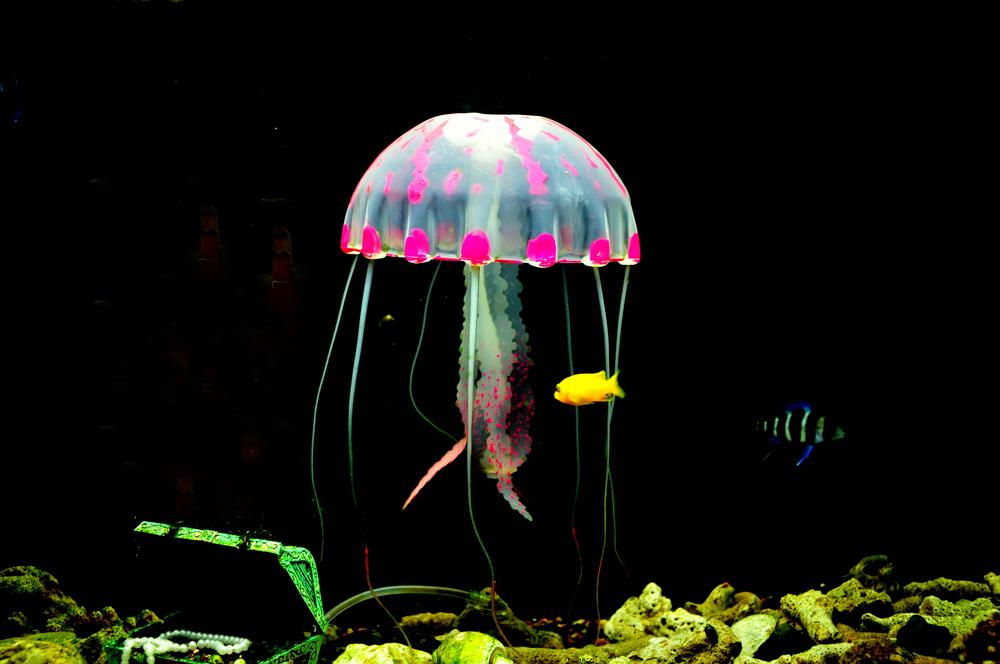 Brilliant Colors and Fun Facts About Jellyfish (Photos)