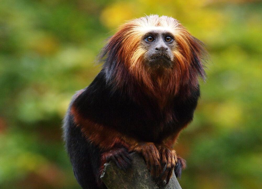 Amazing Animals of the Amazon